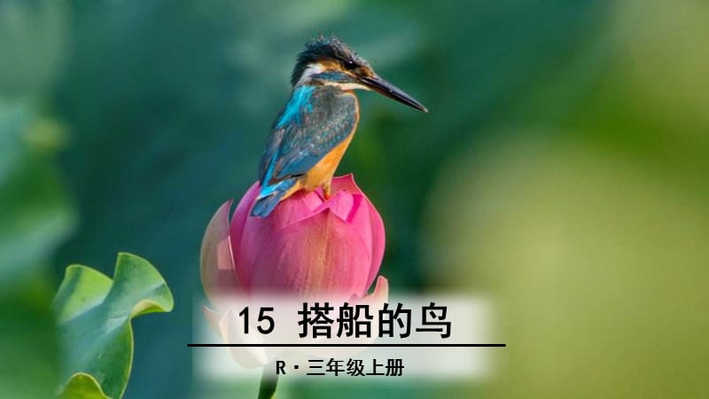 人教版部編版三年級上冊語文15搭船的鳥.ppt_第1頁