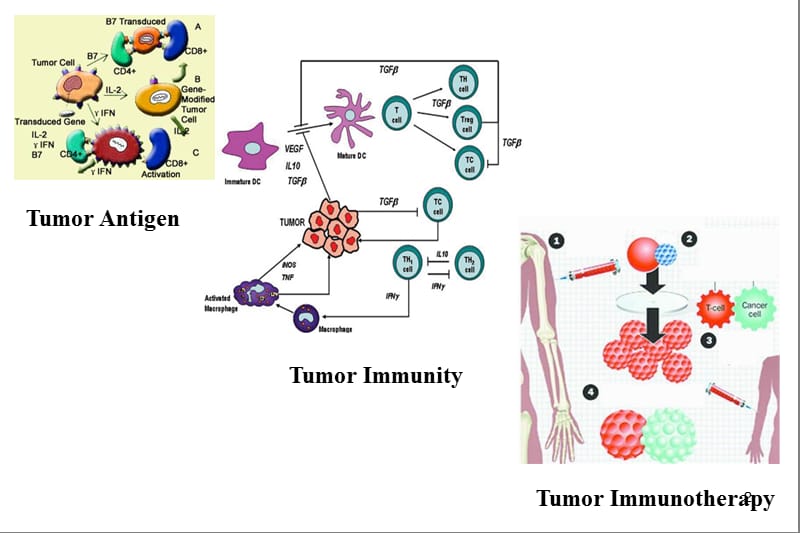 肿瘤免疫和免疫治疗ppt课件_第2页