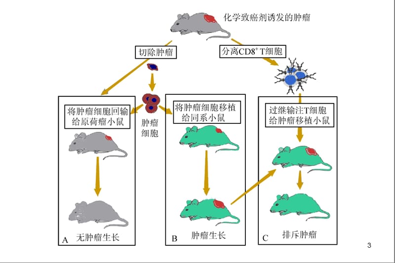 肿瘤免疫和免疫治疗ppt课件_第3页