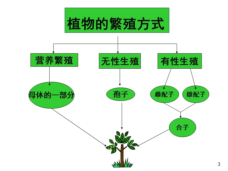 被子植物生殖器官ppt课件_第3页