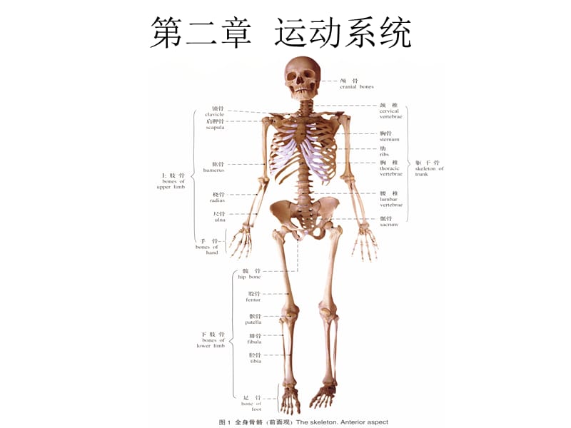 《人體解剖學(xué)》課件第二章運動系統(tǒng).ppt_第1頁