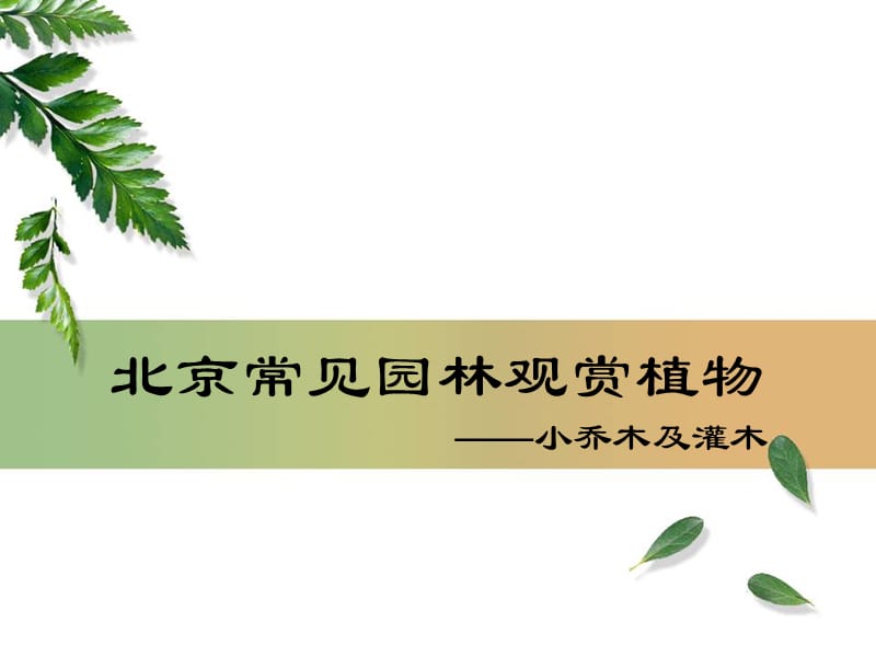 北京地区园林常用小乔木及灌木.ppt_第1页