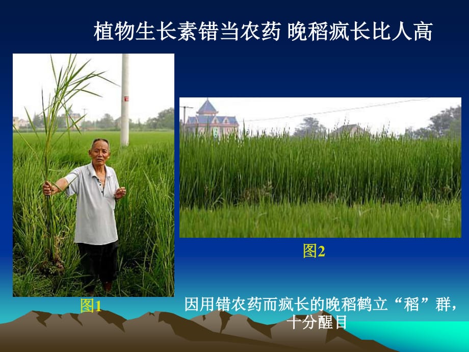 《植物生长物质》PPT课件.ppt_第1页