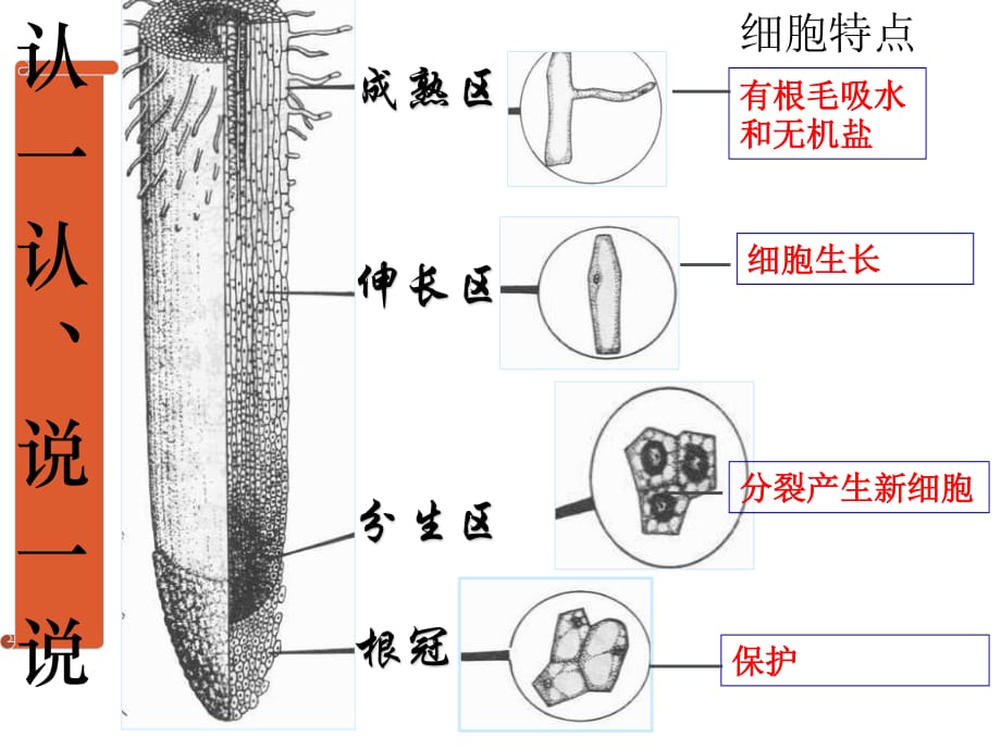 《植物的开花和结果》PPT课件.ppt_第1页