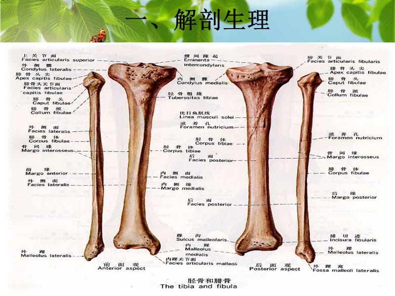 胫腓骨骨折护理要点.ppt_第3页