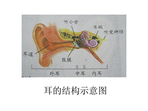 四年級科學上冊《保護我們的聽力》PPT.ppt