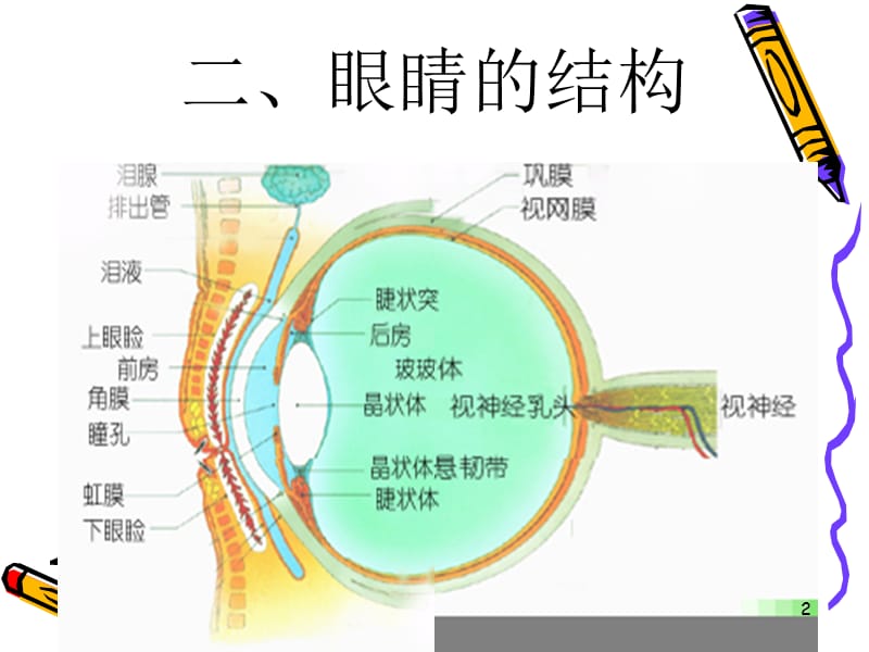 爱眼护眼班会ppt课件_第2页