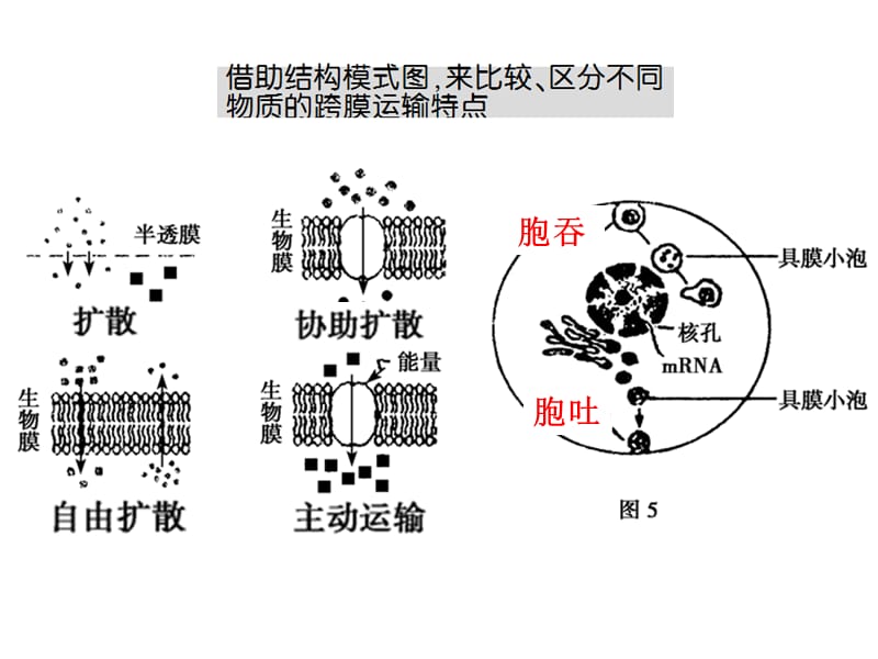 物质跨膜运输的方式和影响因素.ppt_第3页