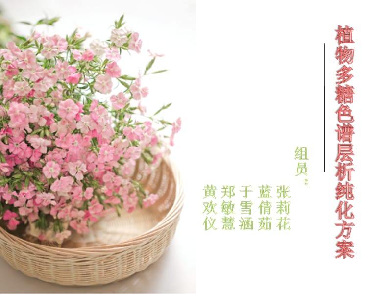 植物多糖分离纯化方案.ppt_第1页