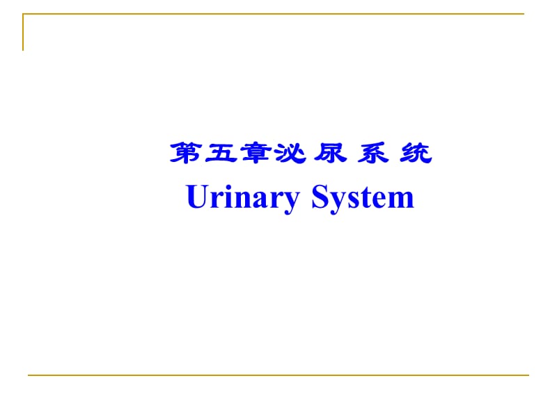 系统解剖学之泌尿系统.ppt_第1页