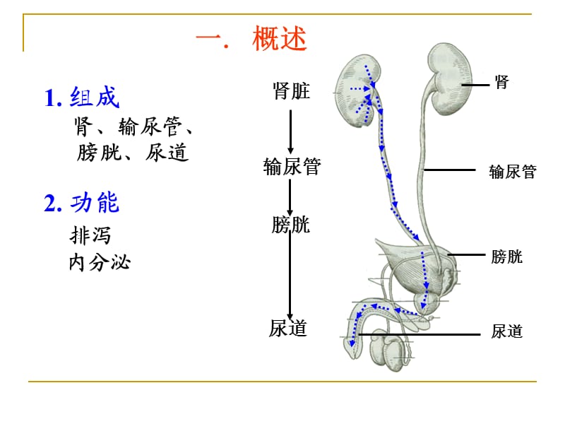 系统解剖学之泌尿系统.ppt_第2页