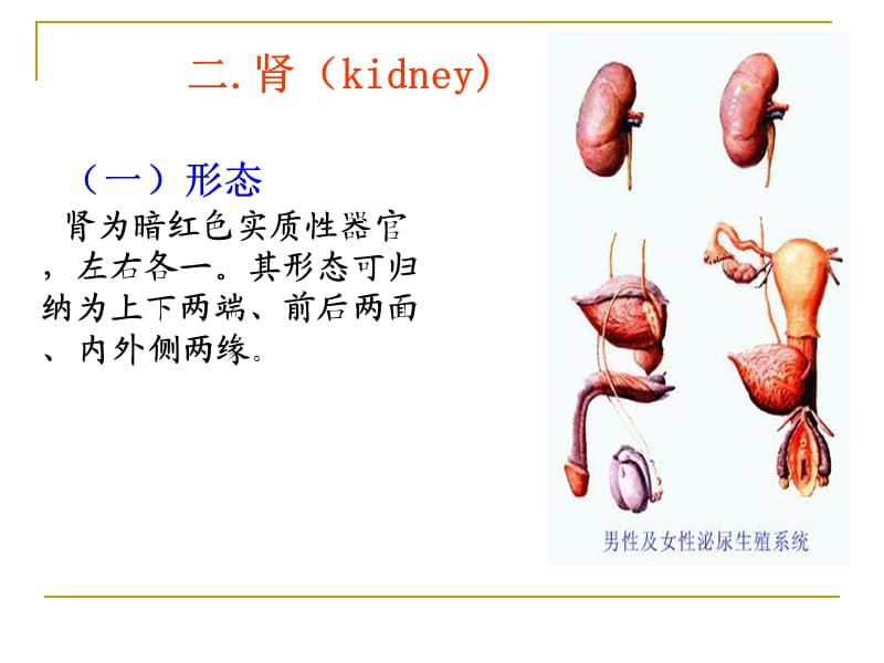 系统解剖学之泌尿系统.ppt_第3页