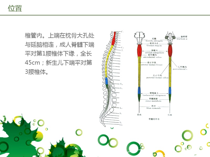 脊髓的解剖、功能与损伤表现.ppt_第3页