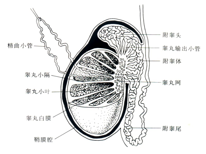 男性生殖系统超声.ppt_第3页