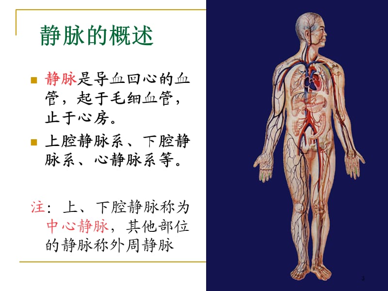 PICC相关静脉的解剖ppt课件_第3页