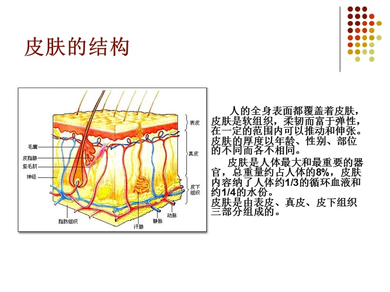 皮肤结构基础知识.ppt_第2页