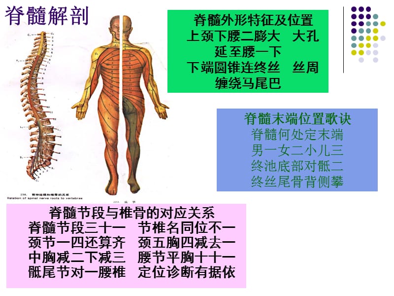 脊髓损伤临床综合征.ppt_第2页