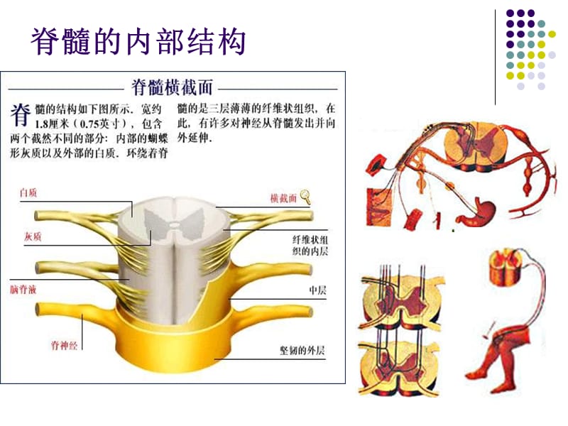 脊髓损伤临床综合征.ppt_第3页