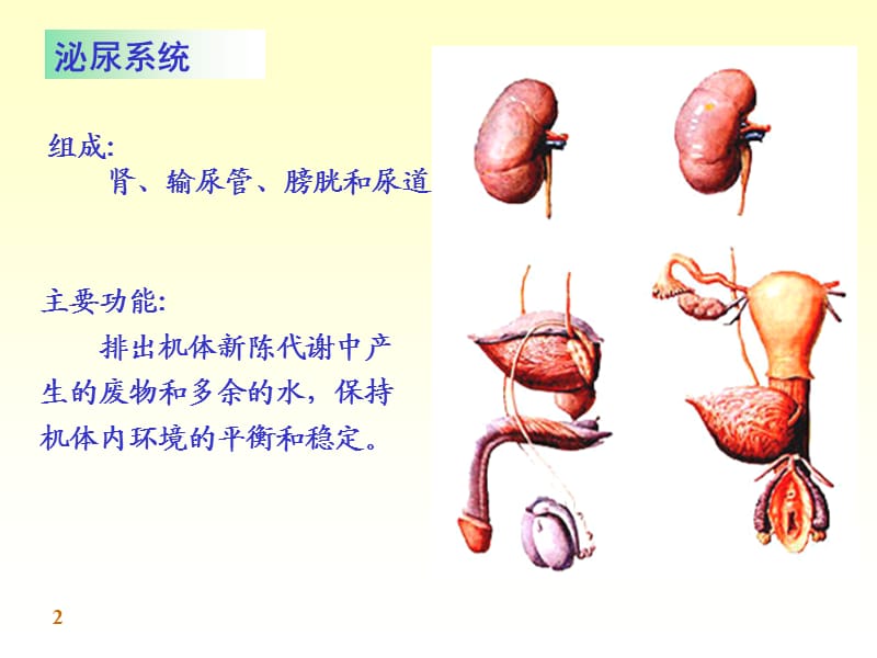 泌尿系统的结构与功能.ppt_第2页