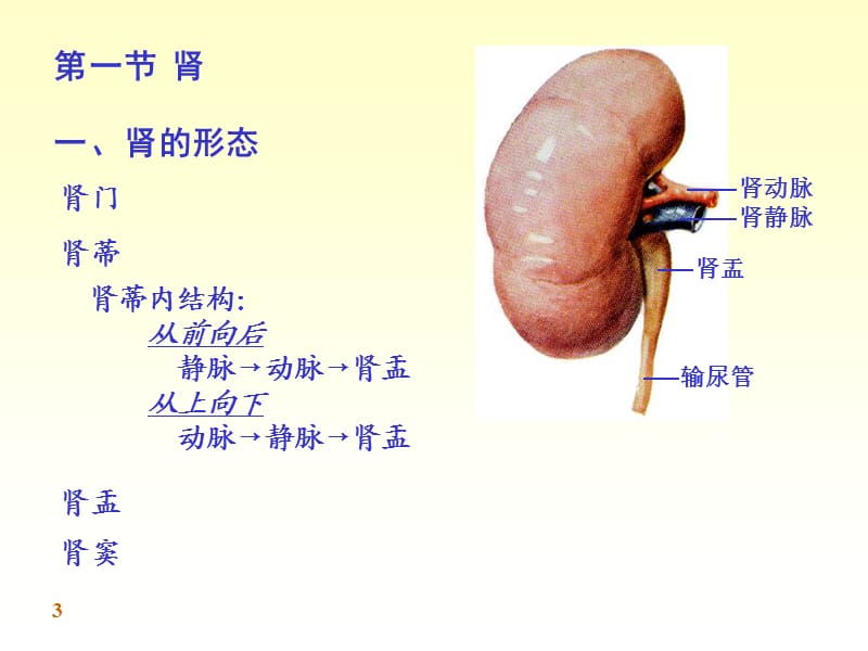 泌尿系统的结构与功能.ppt_第3页