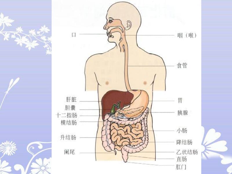 消化道出血教学查房.ppt_第2页