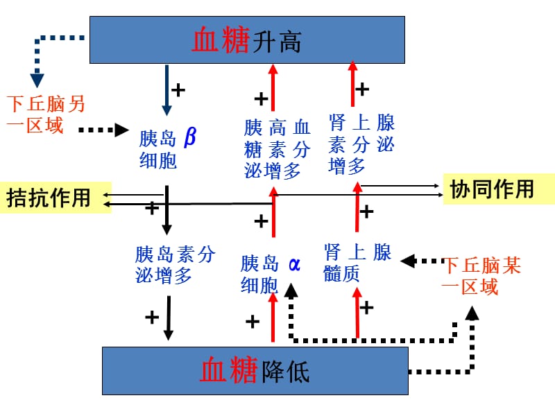 胰岛素和胰高血糖素的关系.ppt_第2页