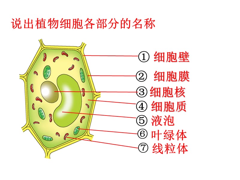 济南版第二节细胞的分裂和分化.ppt_第1页