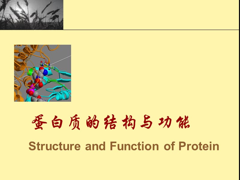 生物化学-蛋白质的结构与功能-课件.ppt_第1页