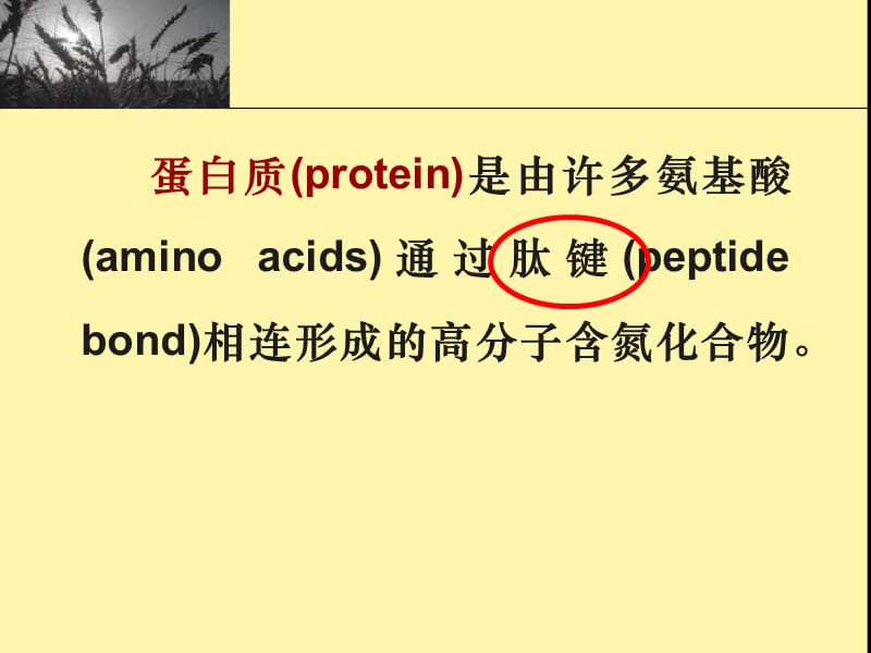 生物化学-蛋白质的结构与功能-课件.ppt_第2页