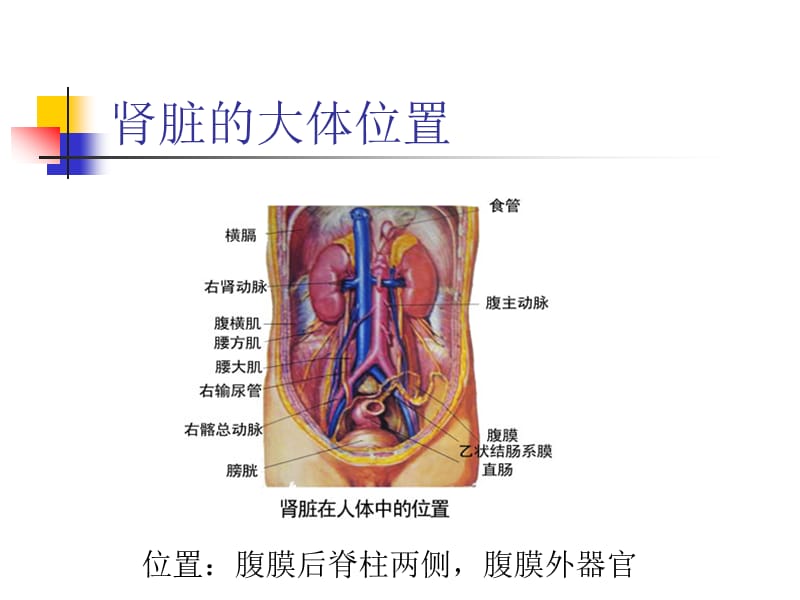 肾脏的结构和生理功能.ppt_第2页