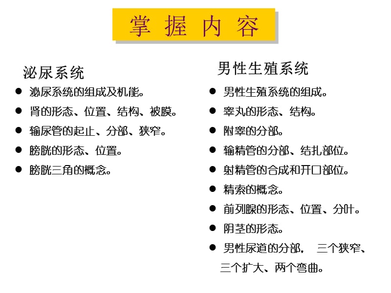 泌尿系统、男性生殖系统.ppt_第1页