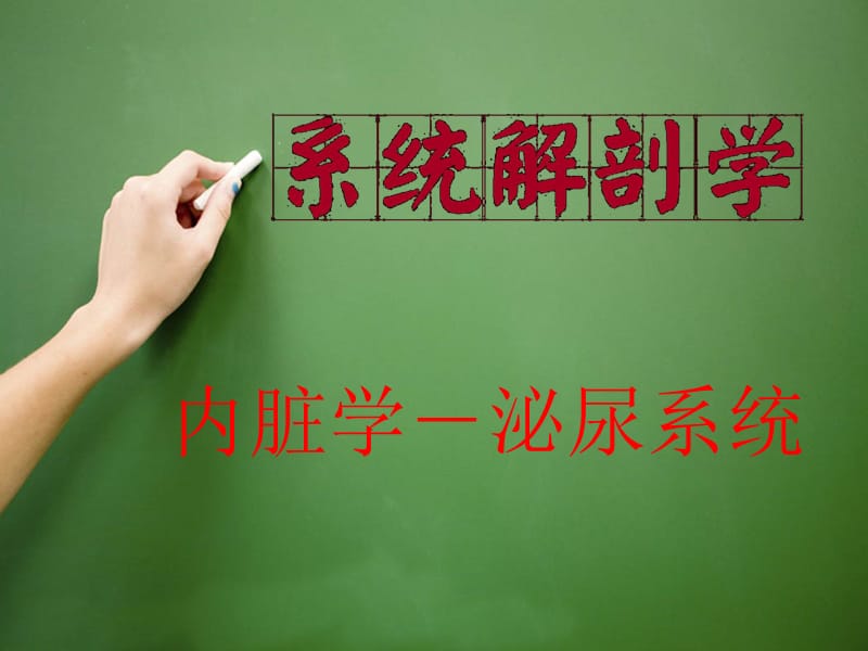 泌尿系统、男性生殖系统.ppt_第2页