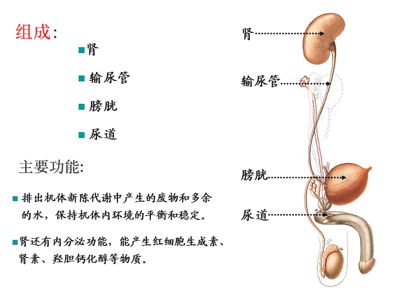 泌尿系统、男性生殖系统.ppt_第3页