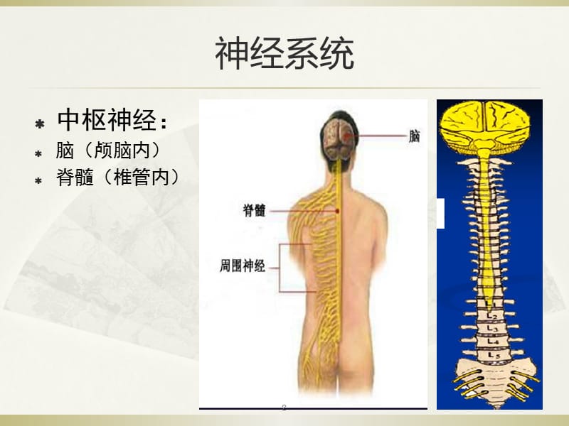 周围神经痛相关临床诊疗指南ppt课件_第2页