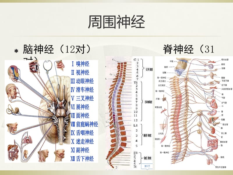 周围神经痛相关临床诊疗指南ppt课件_第3页