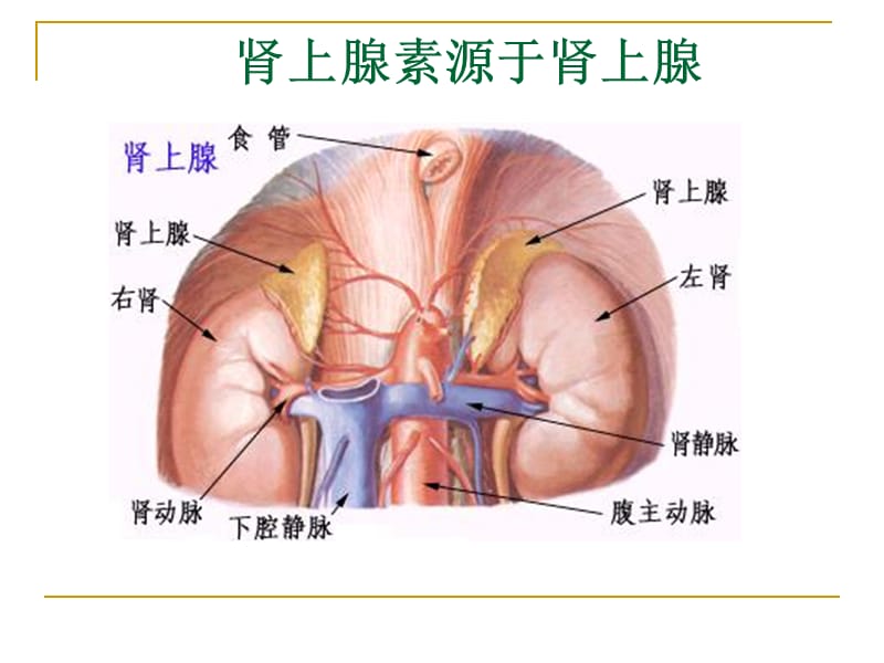 肾上腺素受体激动药课件.ppt_第2页