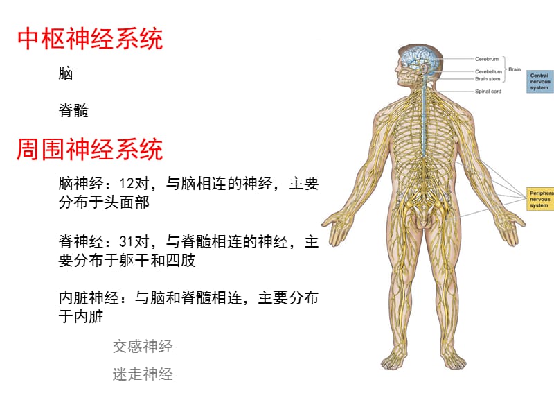 神经元与神经胶质细胞.ppt_第3页