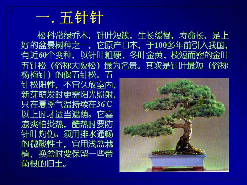 盆景常用树种及山水盆景的制作.ppt_第2页