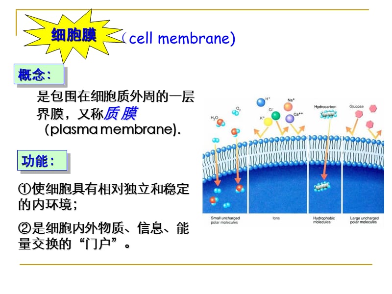 细胞生物学第四章细胞膜及物质的跨膜运输.ppt_第2页