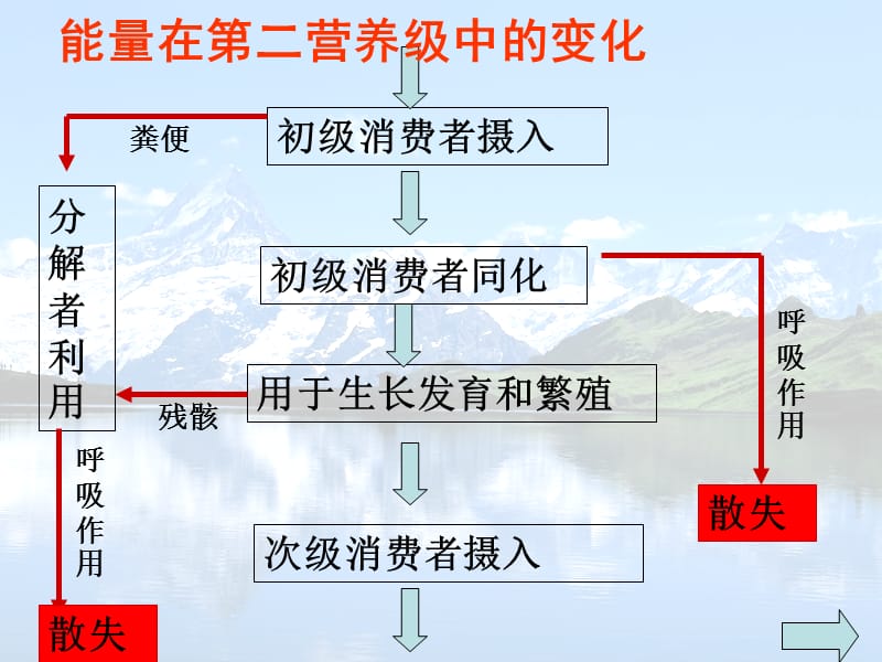 生态系统的能量流动.ppt_第3页