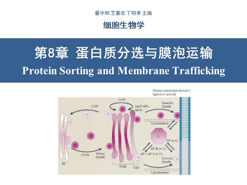 细胞生物学翟中和编第8章蛋白质分选与膜泡运输.ppt_第1页