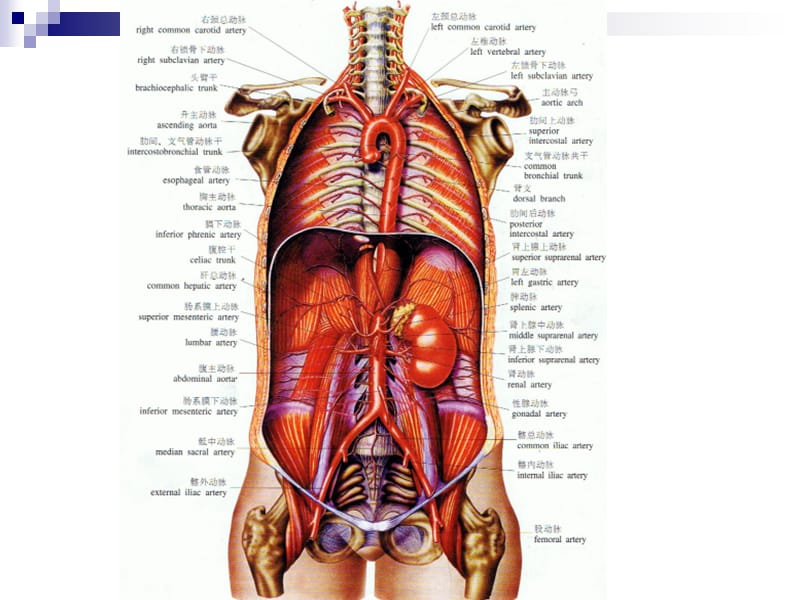 腹部血管解剖(静脉+动脉).ppt_第2页