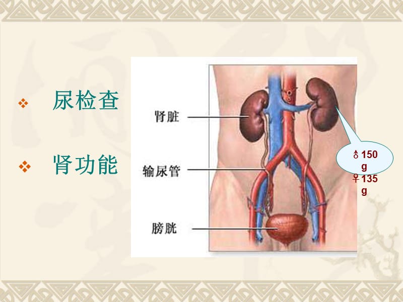 肾内科常用的实验室检查.ppt_第2页