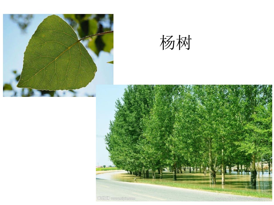 小学生植物认知-常见树木与树叶.ppt_第1页