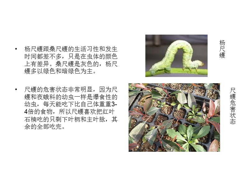 红叶石楠常见虫害.ppt_第3页