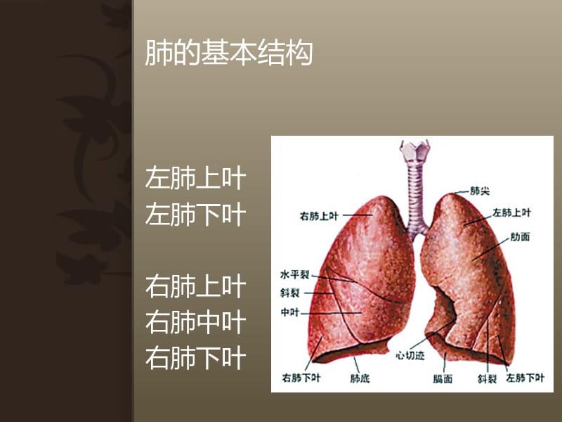 肺癌疾病相关知识.ppt_第3页