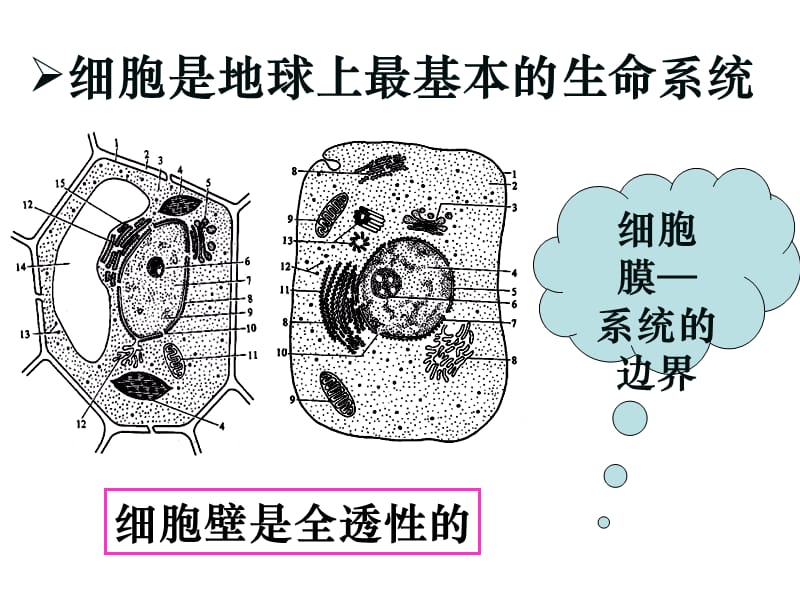 物质跨膜运输的实例(公开课).ppt_第3页