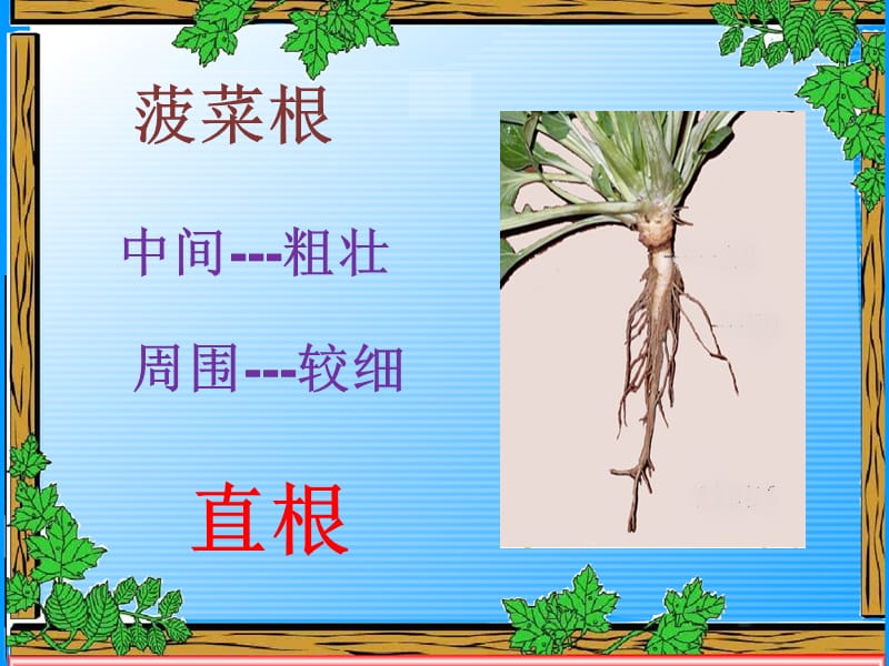 科学启蒙-植物的根.ppt_第3页