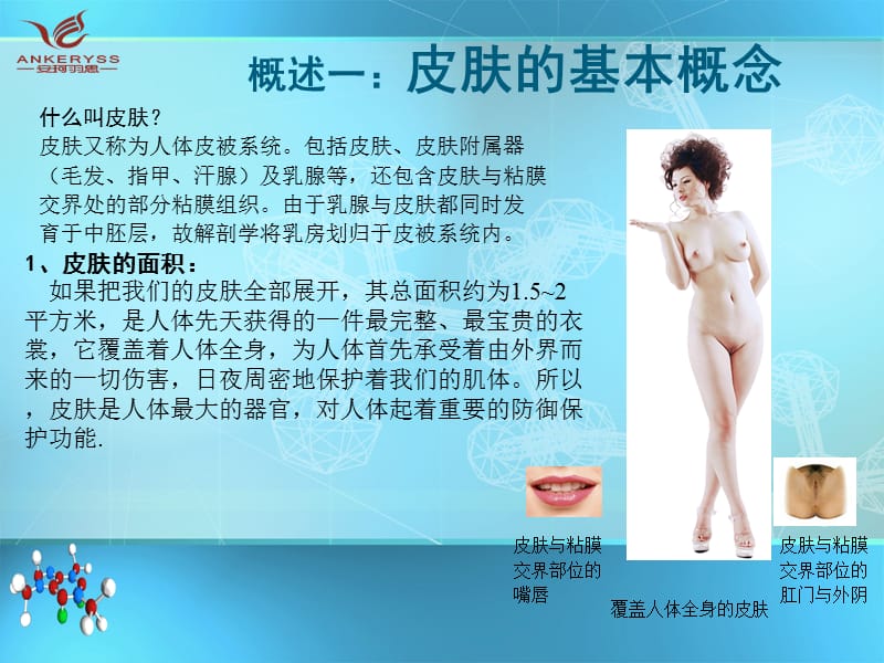 皮肤基本结构与生理功能.ppt_第2页