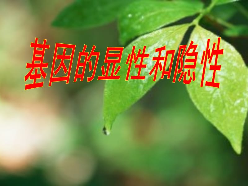 基因的显性和隐性.ppt_第1页